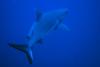 Requin gris oceanique par Tibod